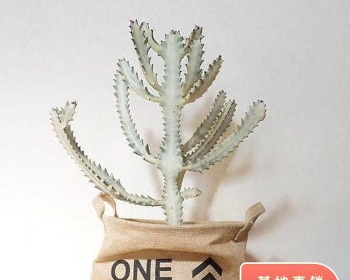 龙骨仙人掌肥料的正确使用方法是什么？