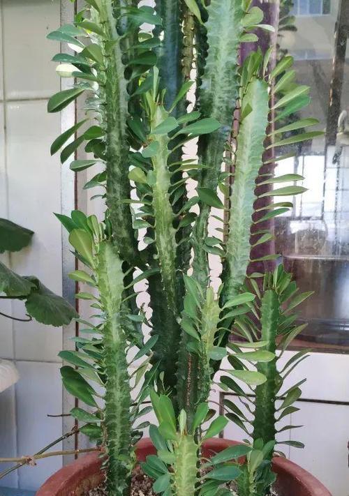 龙骨仙人掌肥料的正确使用方法是什么？
