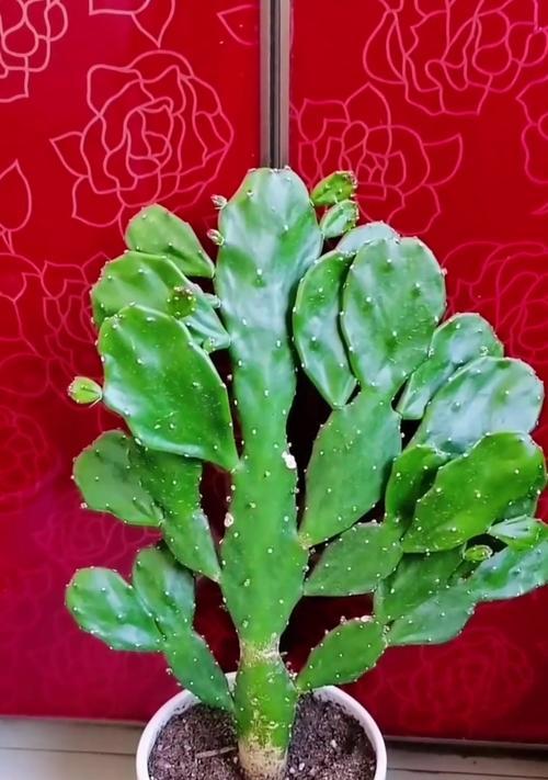 使用虾皮作为肥料养仙人掌的方法是什么？