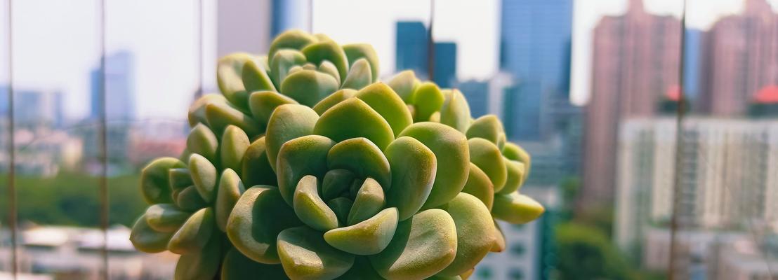使用虾皮作为肥料养仙人掌的方法是什么？