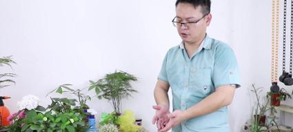 仙人球授粉后施肥的最佳时机是什么时候？施肥方法有哪些？