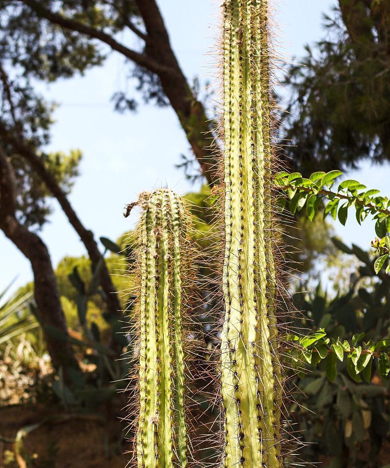 红沙种仙人掌的种植方法是什么？需要注意哪些要点？