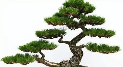 红沙种仙人掌的种植方法是什么？需要注意哪些要点？
