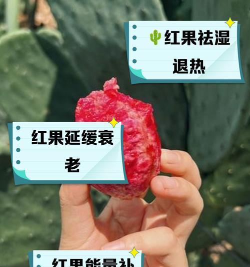 红沙种仙人掌的种植方法是什么？需要注意哪些要点？