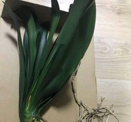 君子兰包叶不生长的原因？如何促进叶子生长？