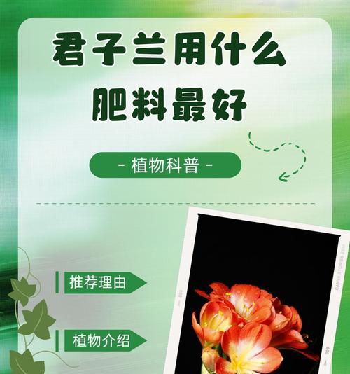 君子兰包叶不生长的原因？如何促进叶子生长？