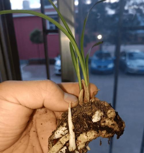 水养君子兰的优缺点是什么？