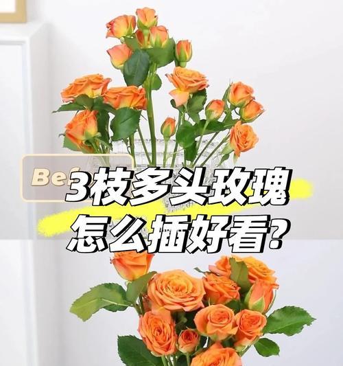 玫瑰花插瓶保鲜技巧有哪些？