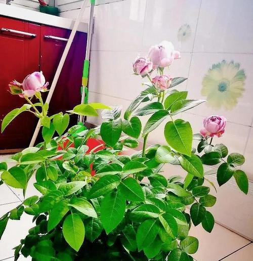 冬天制作的玫瑰花如何养护？冬天养玫瑰花需要注意什么？