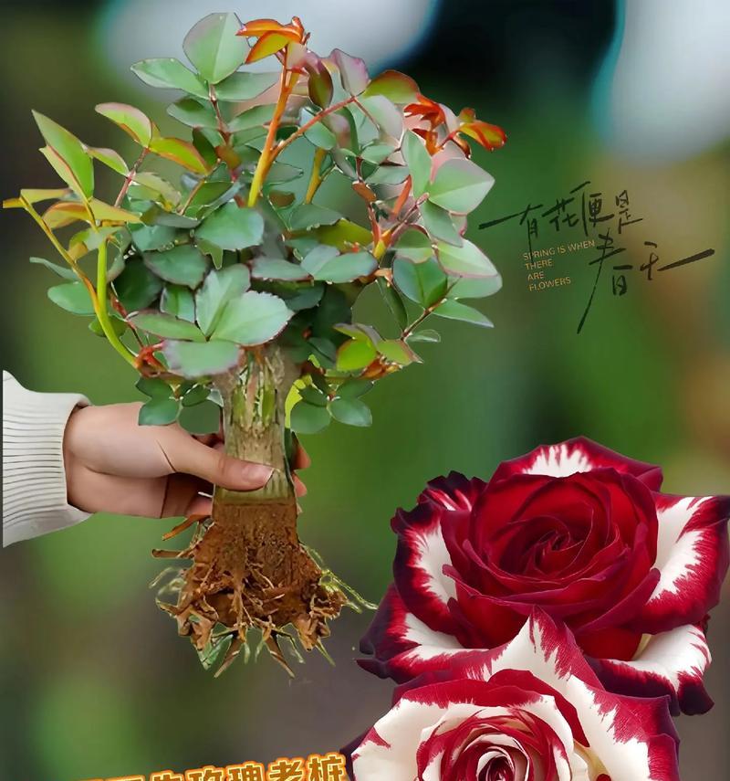 冬天制作的玫瑰花如何养护？冬天养玫瑰花需要注意什么？