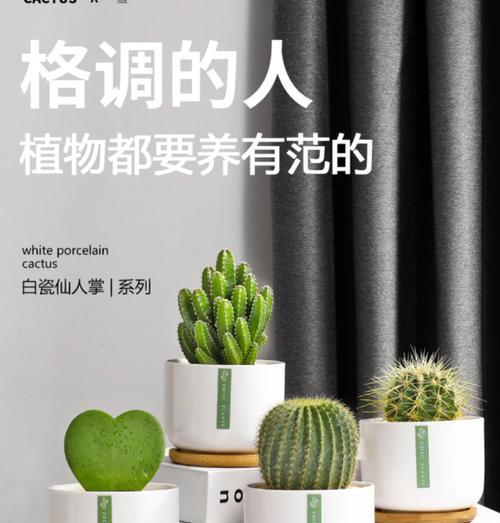 如何将仙人掌养得圆润美观？需要哪些养护技巧？
