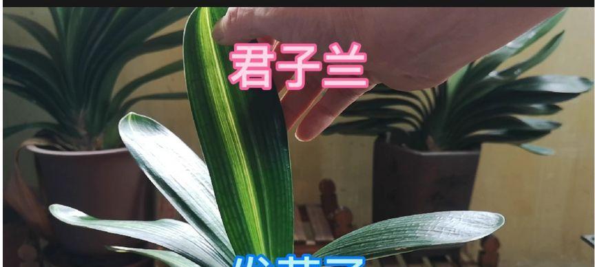 君子兰头部缺失后多久能发新芽？
