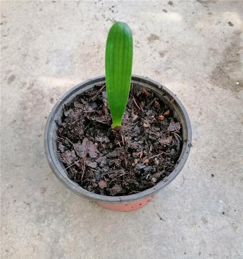 君子兰头部缺失后多久能发新芽？