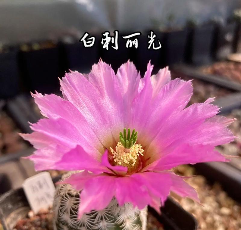满月仙人球开花的大小和养护方法是什么？