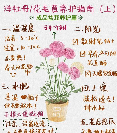 龙须牡丹花的养护和管理方法是什么？
