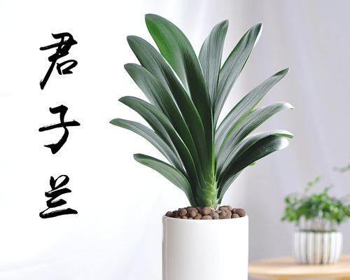 君子兰透明盆栽的养护和浇水技巧是什么？如何保持其生长状态？