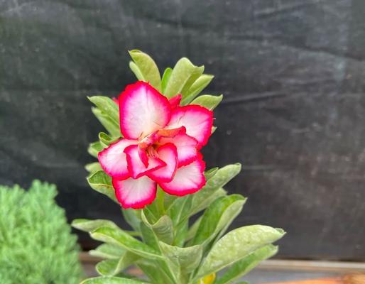 玫瑰花土栽培的方法是什么？如何保持土壤肥沃？