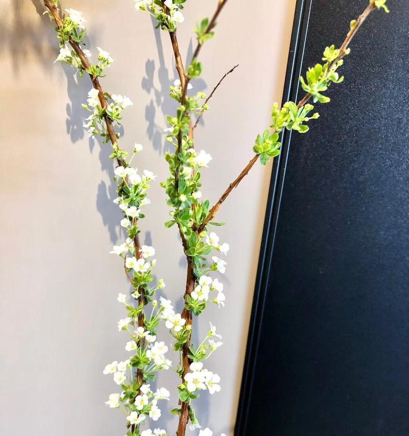 玫瑰花与雪柳的象征意义有何不同？