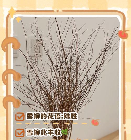 玫瑰花与雪柳的象征意义有何不同？