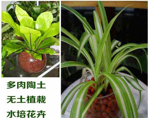 无盘君子兰盆栽好养吗怎么养？无土栽培的正确方法是什么？