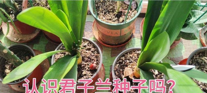 君子兰种子发芽需要多长时间？