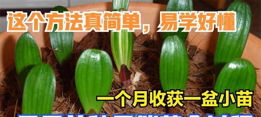 君子兰种子发芽需要多长时间？