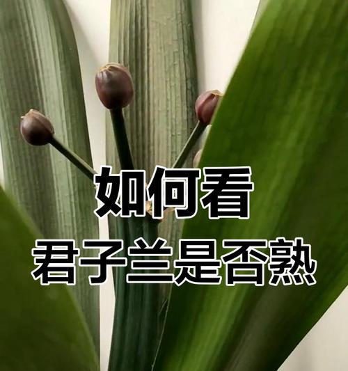 君子兰种子发芽需要多长时间？