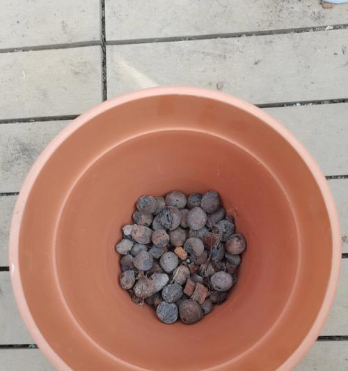 仙人球玉翠的种植步骤是什么？
