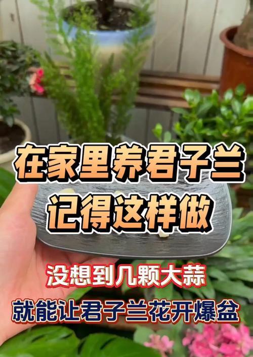 君子兰可以用旧土养吗？旧土养君子兰的方法是什么？