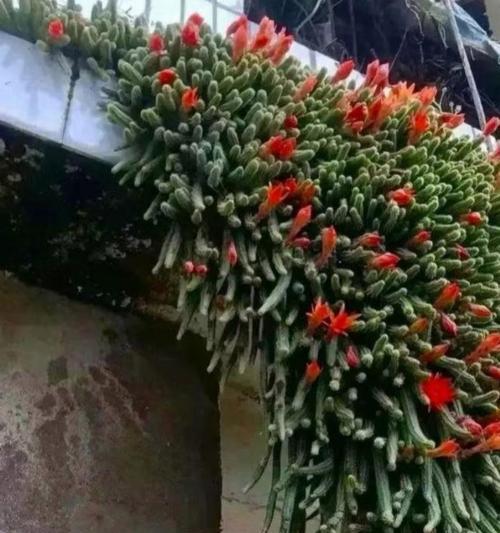 种植仙人掌的市场前景如何？