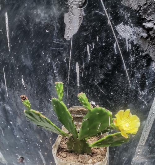 种植仙人掌的市场前景如何？