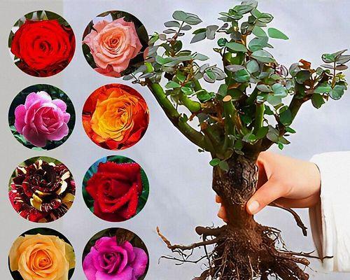 月季嫁接玫瑰花的耐寒性如何？多少度的低温会影响生长？