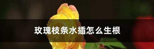 水培玫瑰花的正确步骤是什么？如何确保其生长健康？