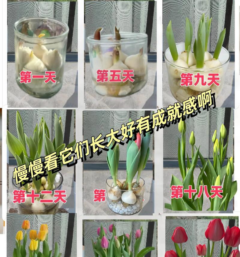 水培玫瑰花的正确步骤是什么？如何确保其生长健康？