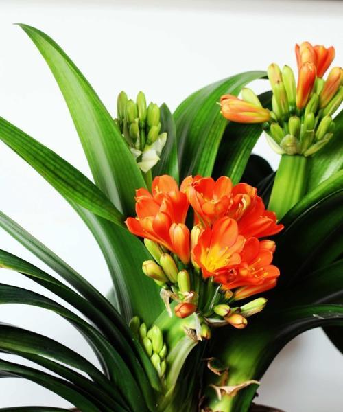 君子兰架空法种植后多久能开花？