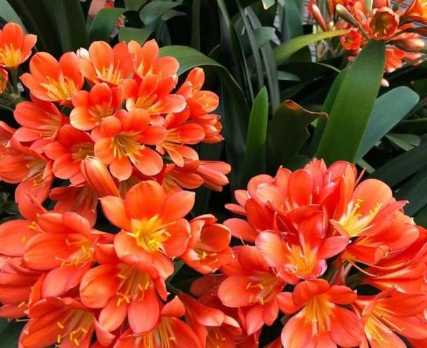 君子兰架空法种植后多久能开花？
