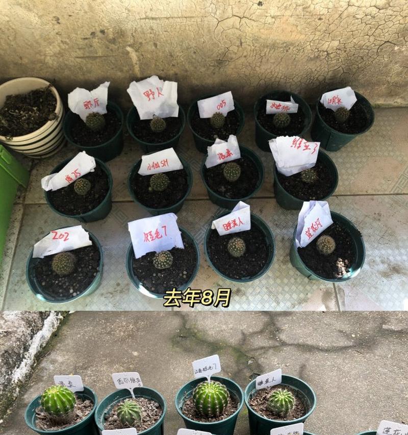 彩草仙人球叶子不生长的原因是什么？