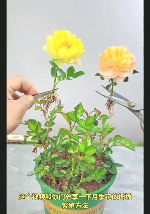扦插移栽玫瑰花浇水技巧是什么？怎样才能保证成活率？