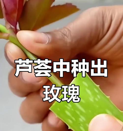 扦插移栽玫瑰花浇水技巧是什么？怎样才能保证成活率？