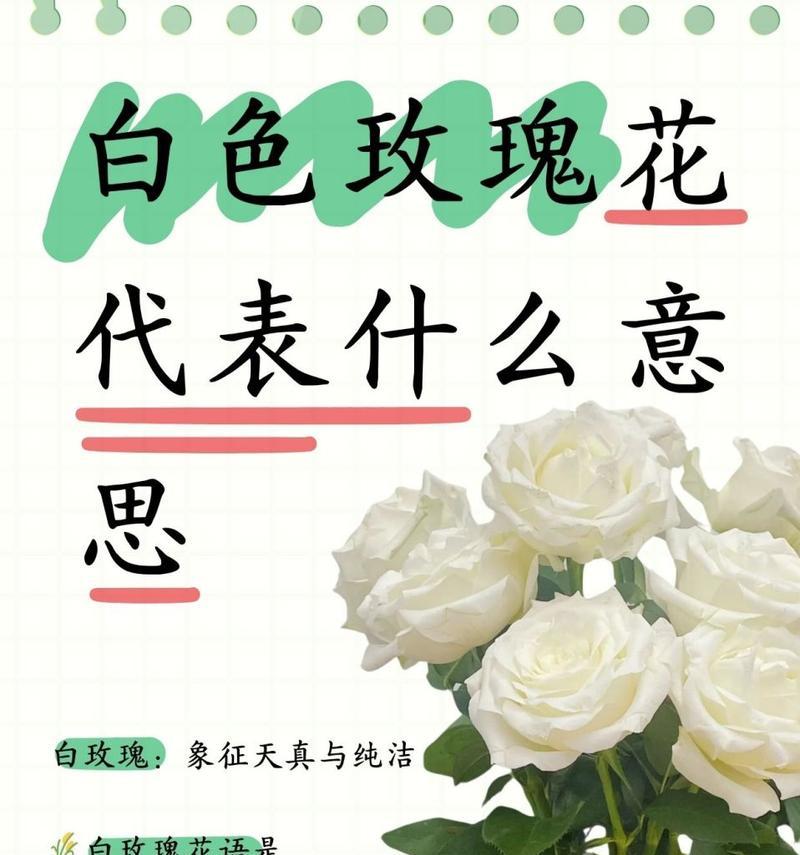 白玫瑰花束的养护方法有哪些？
