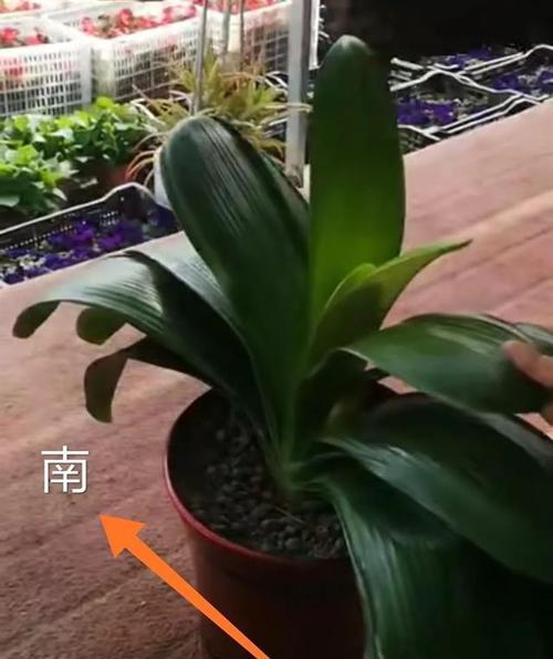 君子兰促箭剂的正确使用方法是什么？