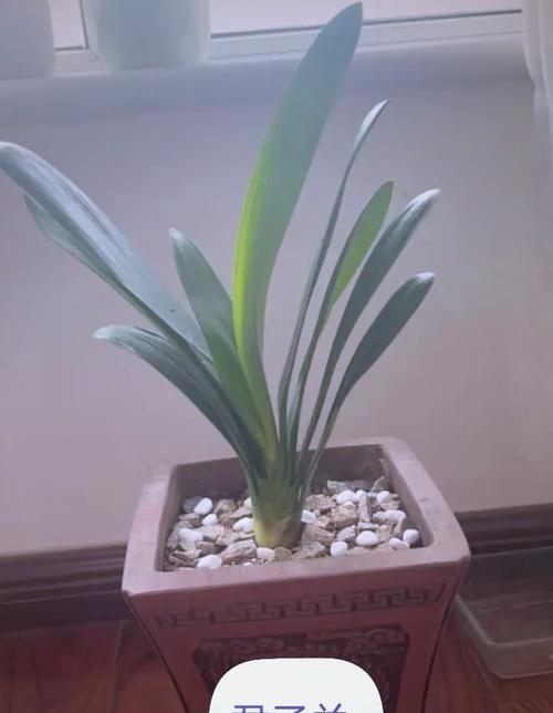 君子兰多久浇水一次才能开花？