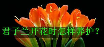 小盆君子兰如何养护才能开花？