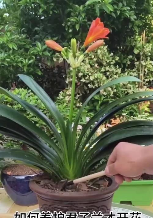 小盆君子兰如何养护才能开花？