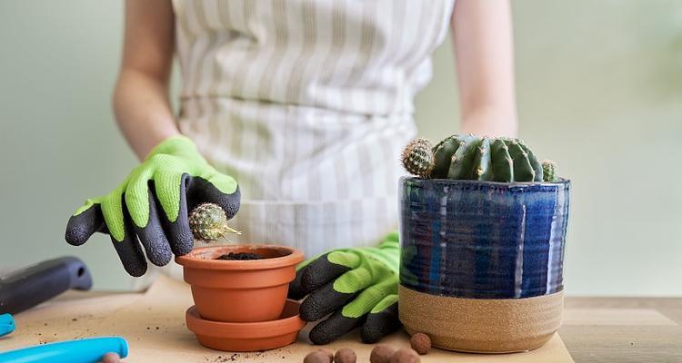 温室里花盆种植仙人掌的方法是什么？