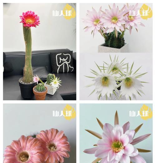 温室里花盆种植仙人掌的方法是什么？