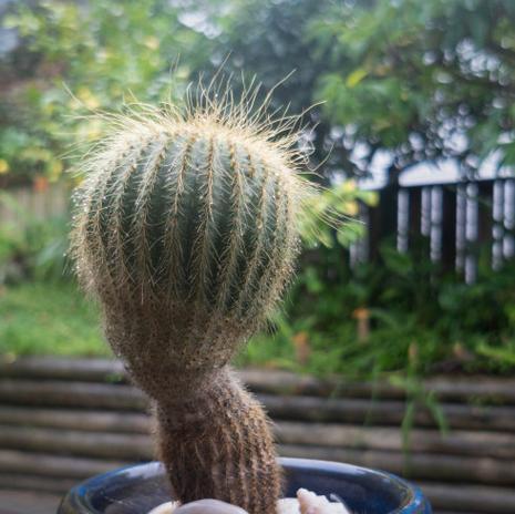 温室里花盆种植仙人掌的方法是什么？