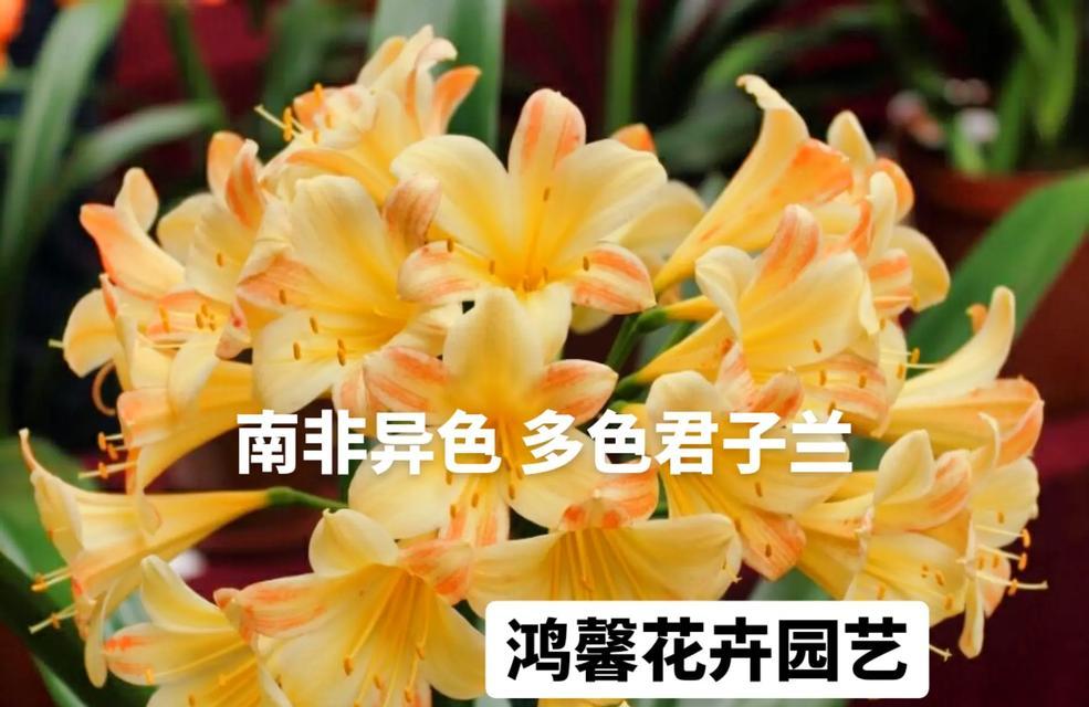 重瓣君子兰母本养护方法是什么？需要注意什么？