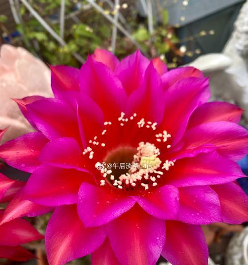 红花仙人球彩草的养护要点是什么？如何保持其色彩鲜艳？