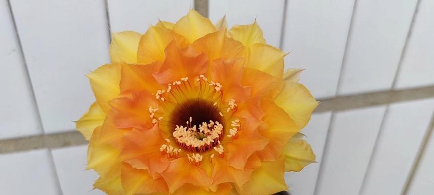 红花仙人球彩草的养护要点是什么？如何保持其色彩鲜艳？